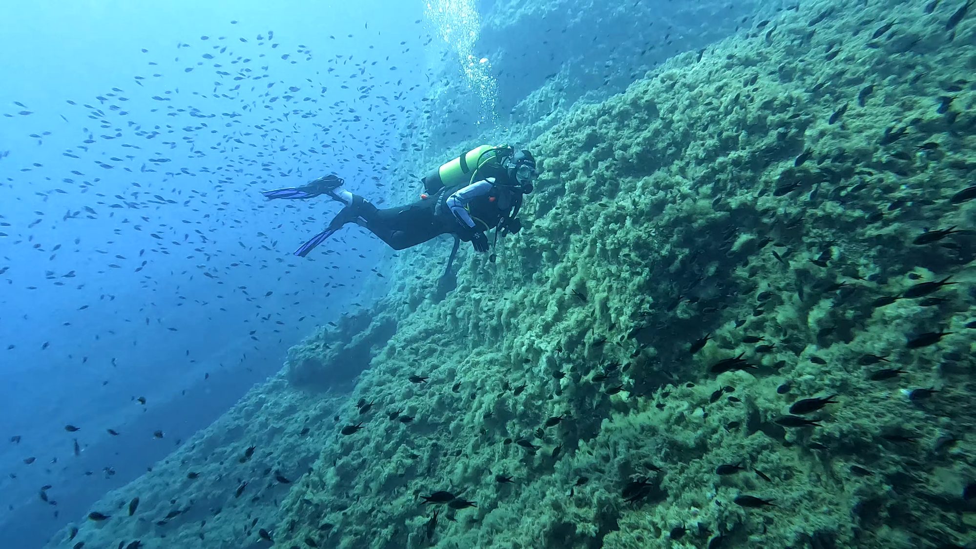 Serpentara punta nord — dive photo by @fra